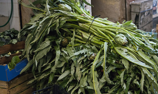 Puglia, il carciofo violetto di novembre Puglia, il carciofo violetto di novembre